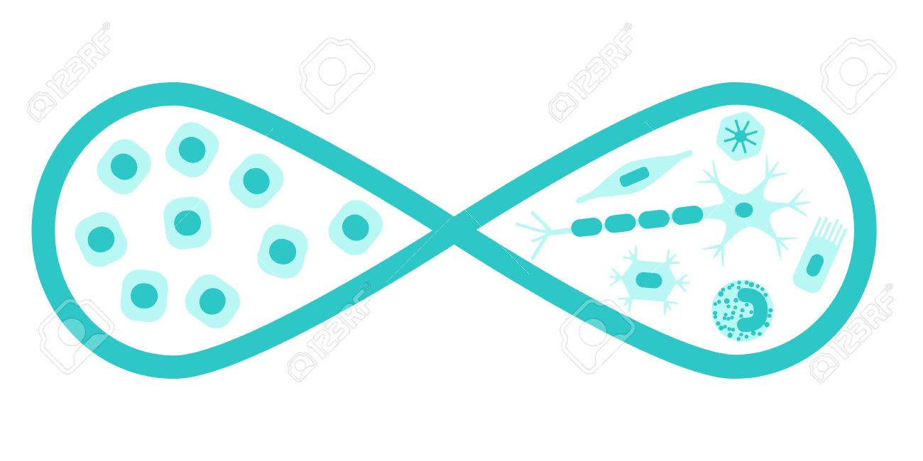 再生医療の概念 1 つの側面および他のそれらからの開発人間の細胞の種類の幹細胞を無限ループの株式ベクトル イラスト のイラスト素材 ベクタ Image