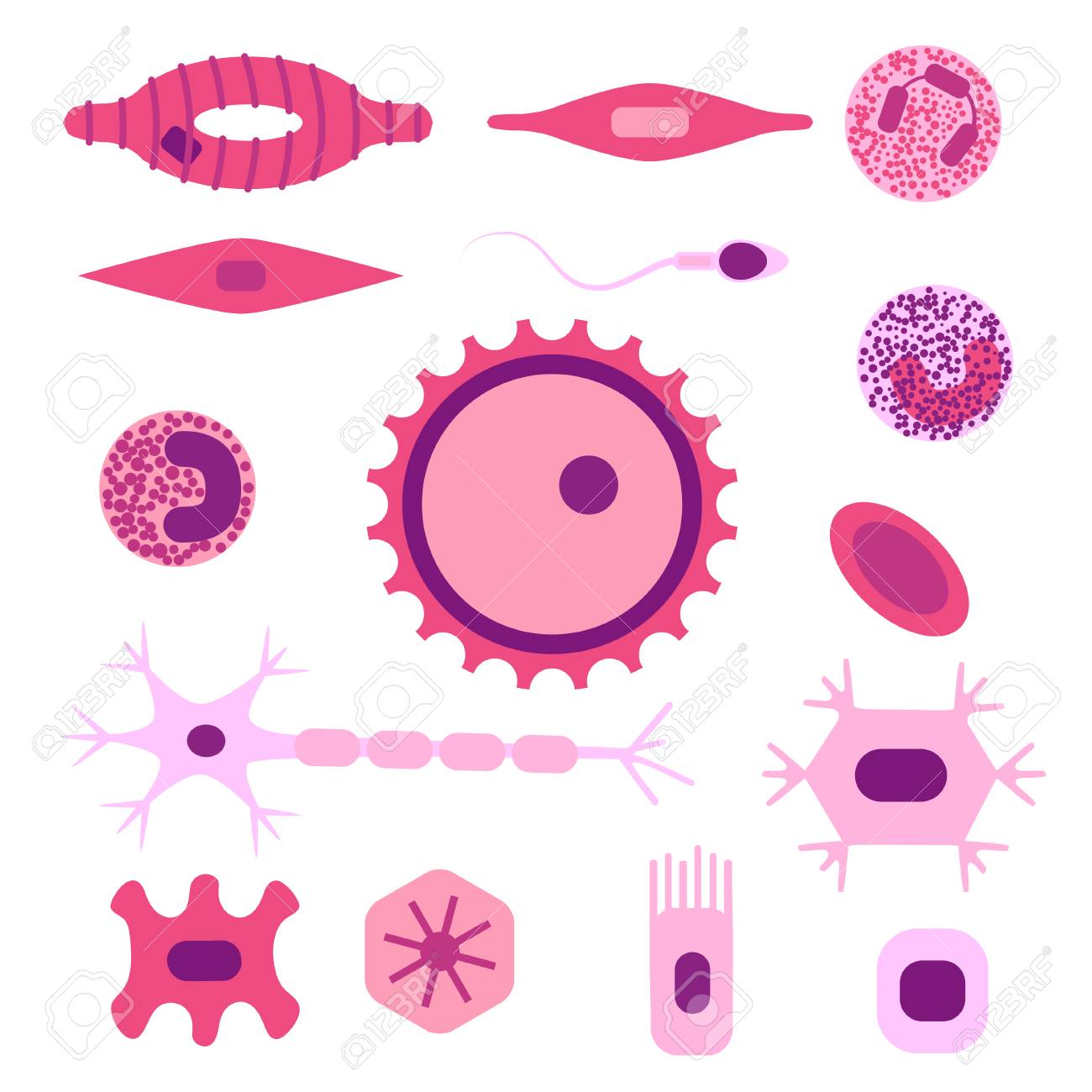 Conjunto De Iconos De Diferentes Tipos De Celulas Humanas Ilustracion Vectorial De Stock De Hueso Nervio Epitelio Musculo Sangre Tallo Esperma Y Ovocito Coleccion De Medicina Y Biologia Ilustraciones Vectoriales Clip Art