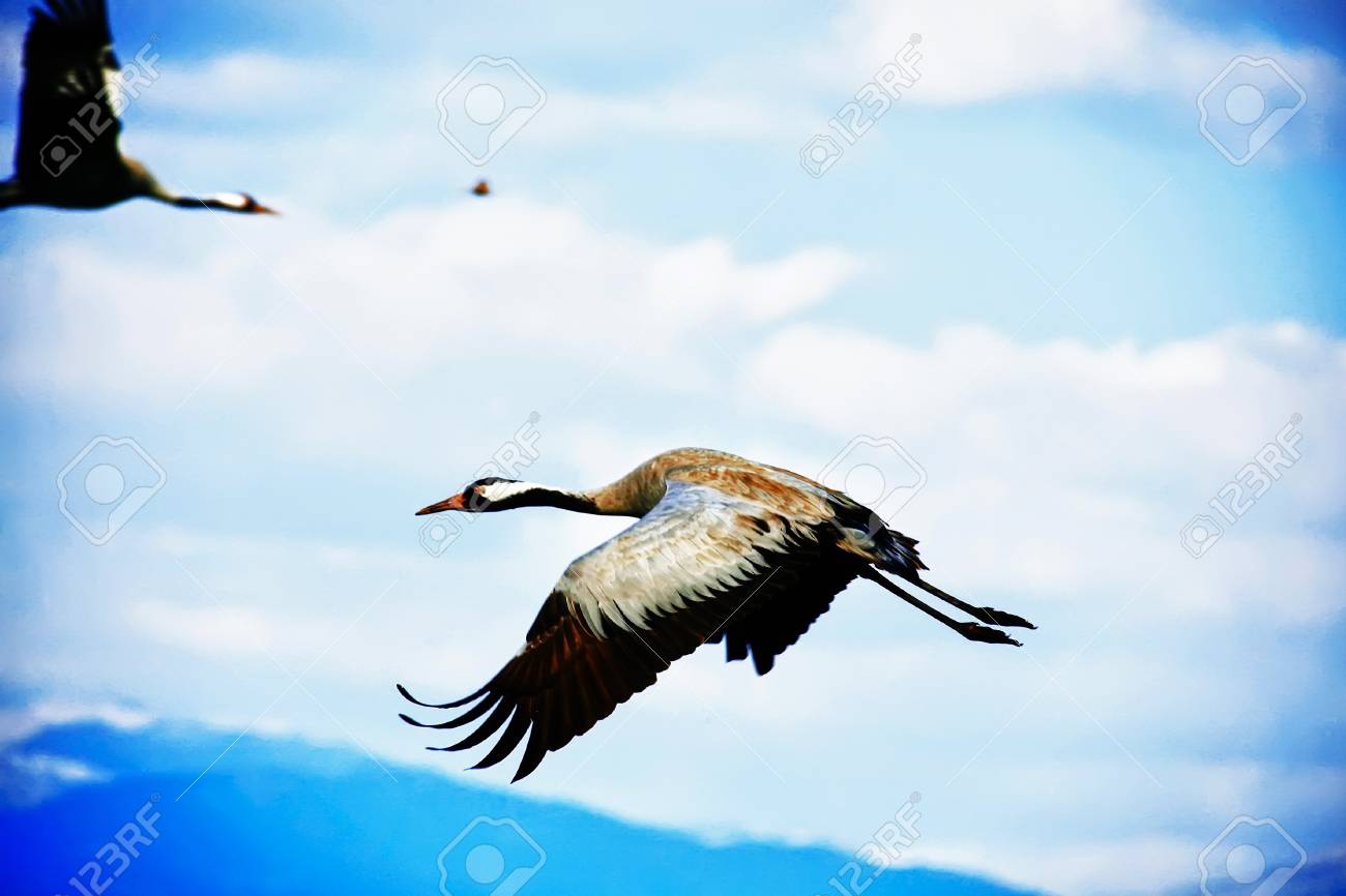 Les Oiseaux Sauvages Grue Cendrée Latin Grus Grus Vie Sur Le Terrain