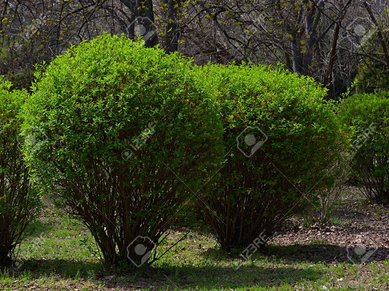 Les Arbustes Fleuris Avec De Jeunes Feuillages Dans Le Parc Le Printemps Est Léveil De La Nature