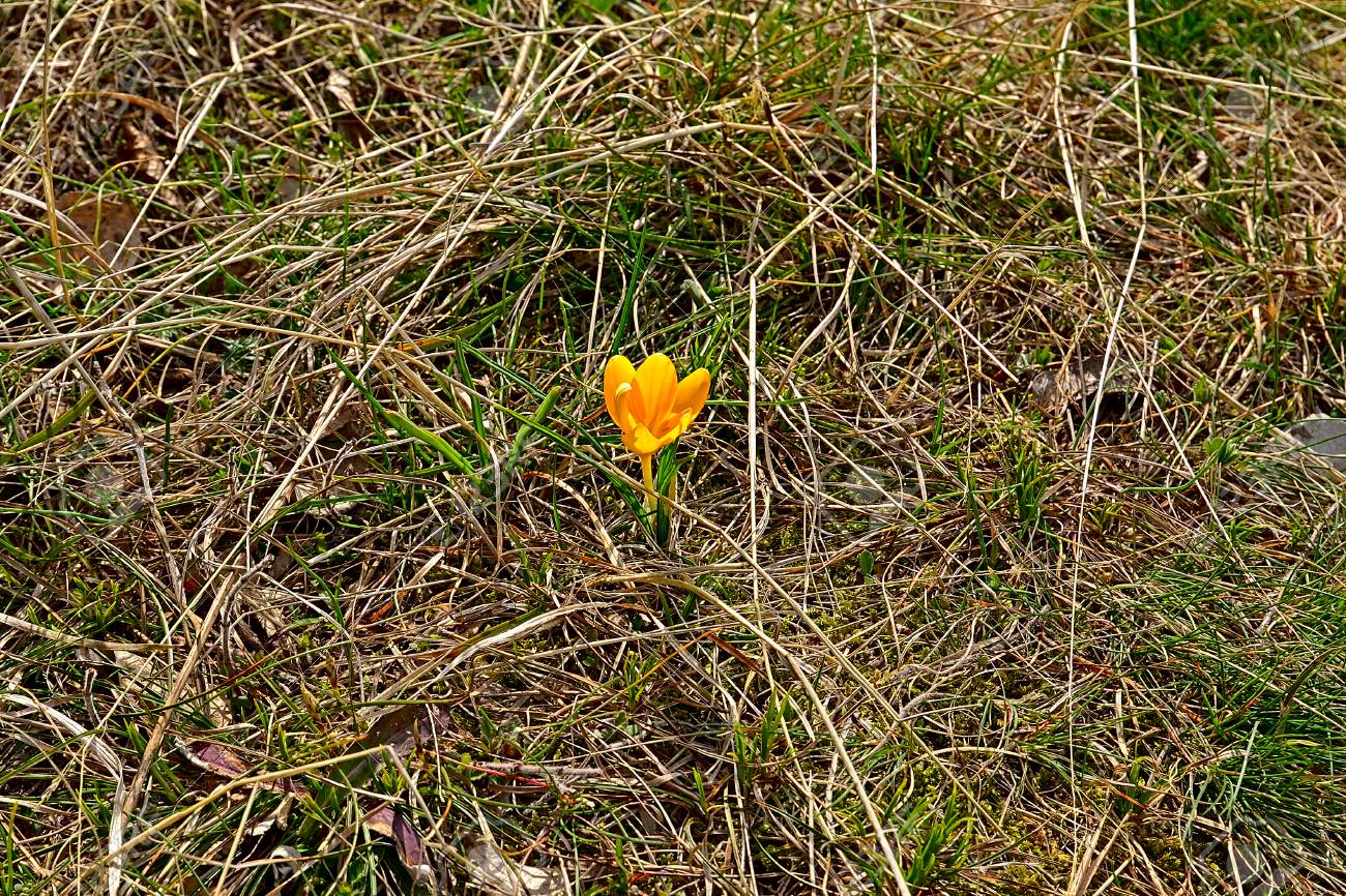 El azafrán amarilla de la primavera, la flor hermosa de la primavera en primer.