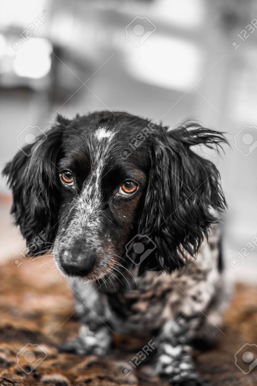Petit Chien Noir Et Blanc était Assis Sur Le Lit Avec De Grands Yeux Tristes