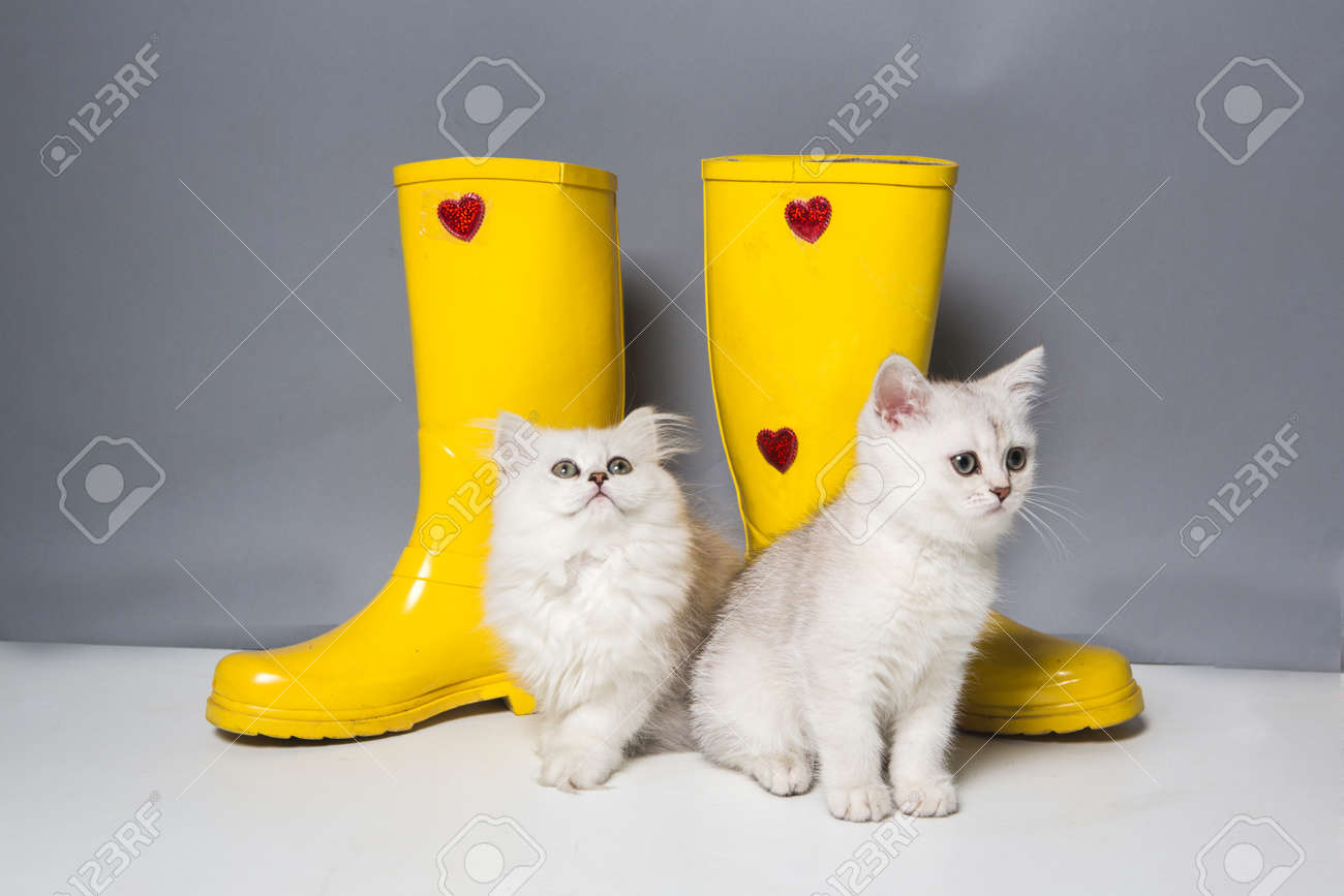 cat gumboots