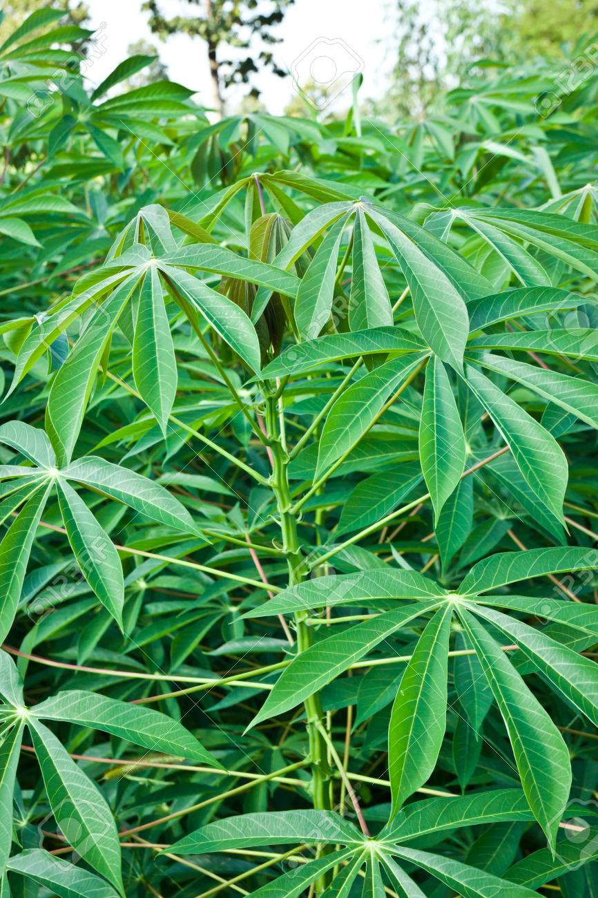 Blatter Von Maniok Pflanze Lizenzfreie Fotos Bilder Und Stock Fotografie Image 47549586