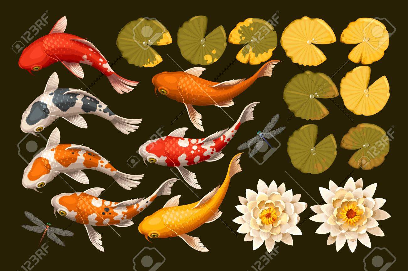 Download Vector Set Of Koi Fish And Lotus Flowers And Leaves Royalty Free Cliparts Vectors And Stock Illustration Image 63430576