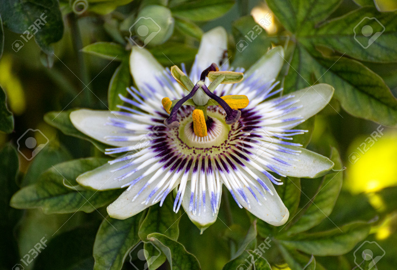 etiam-dictum-ipsum-a-felis