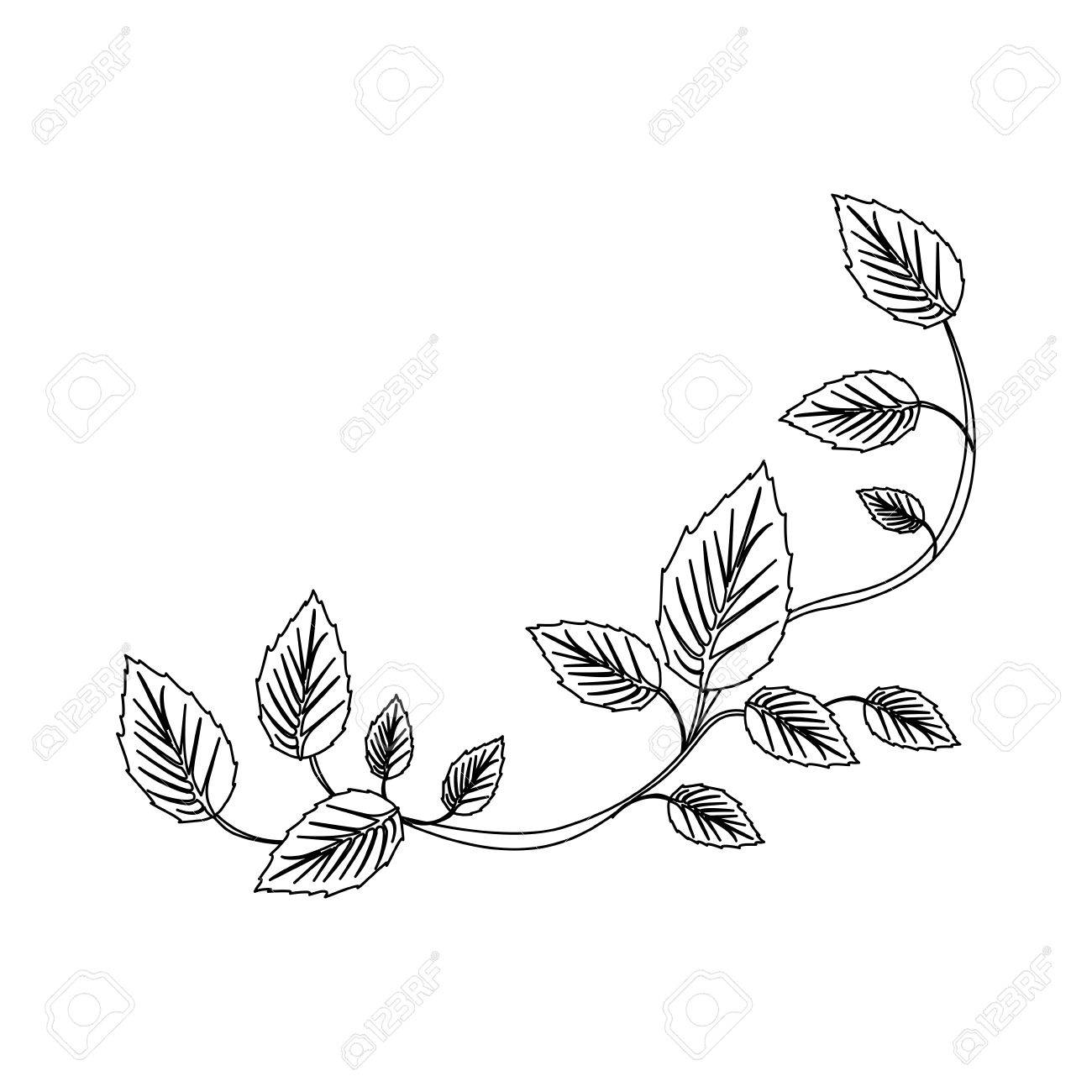 ツタ植物のベクトル図の黒いシルエット のイラスト素材 ベクタ Image