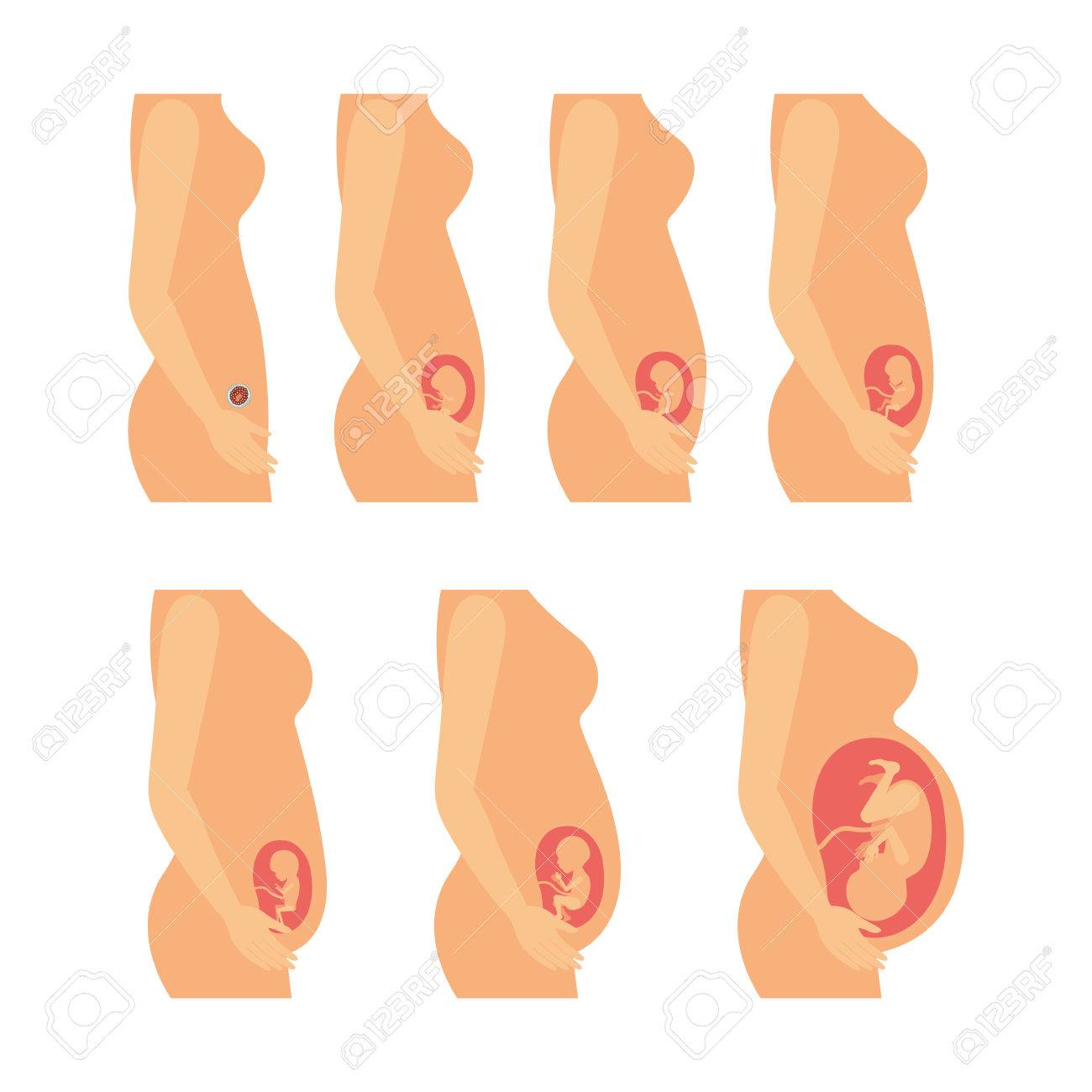 white background with color and realistic silhouette set pregnancy process in female body vector illustration - 82731821 white background with color and realistic silhouette set pregnancy process in female body vector illustration - 82731821