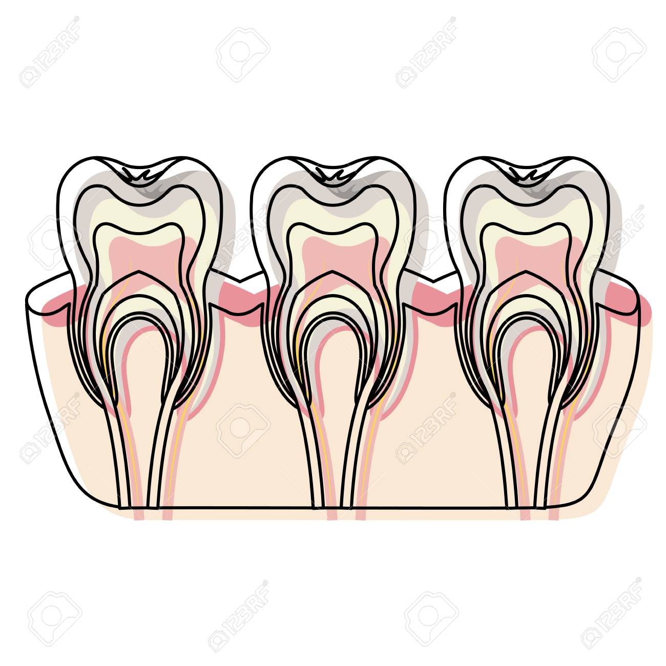 tooth nerve