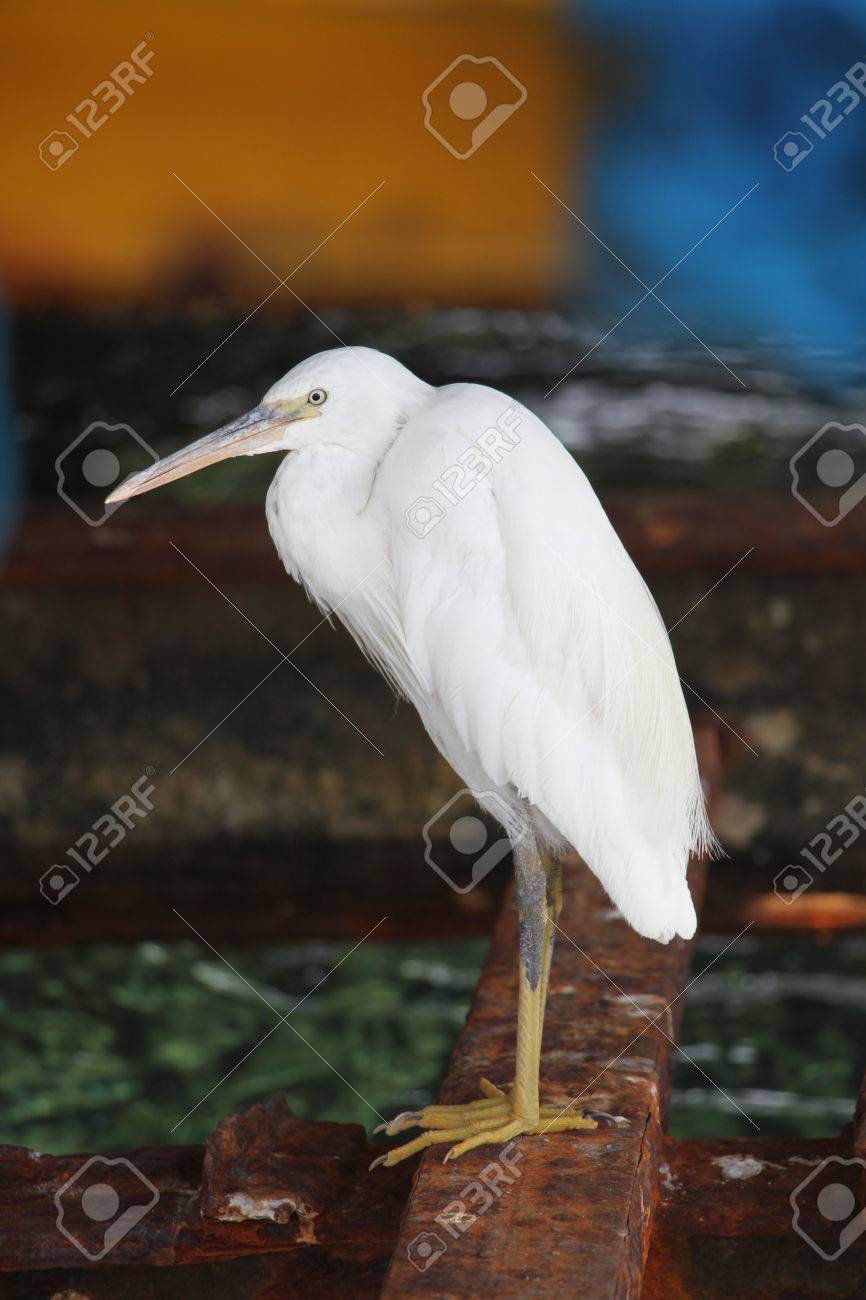 The White Bird Against The Sea Stock Photo Picture And Royalty Free Image Image