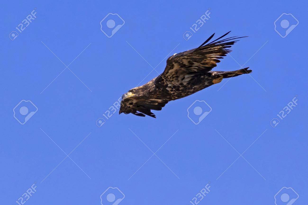 Bird Juvenile Bald Eagle Flying Fast To Landing