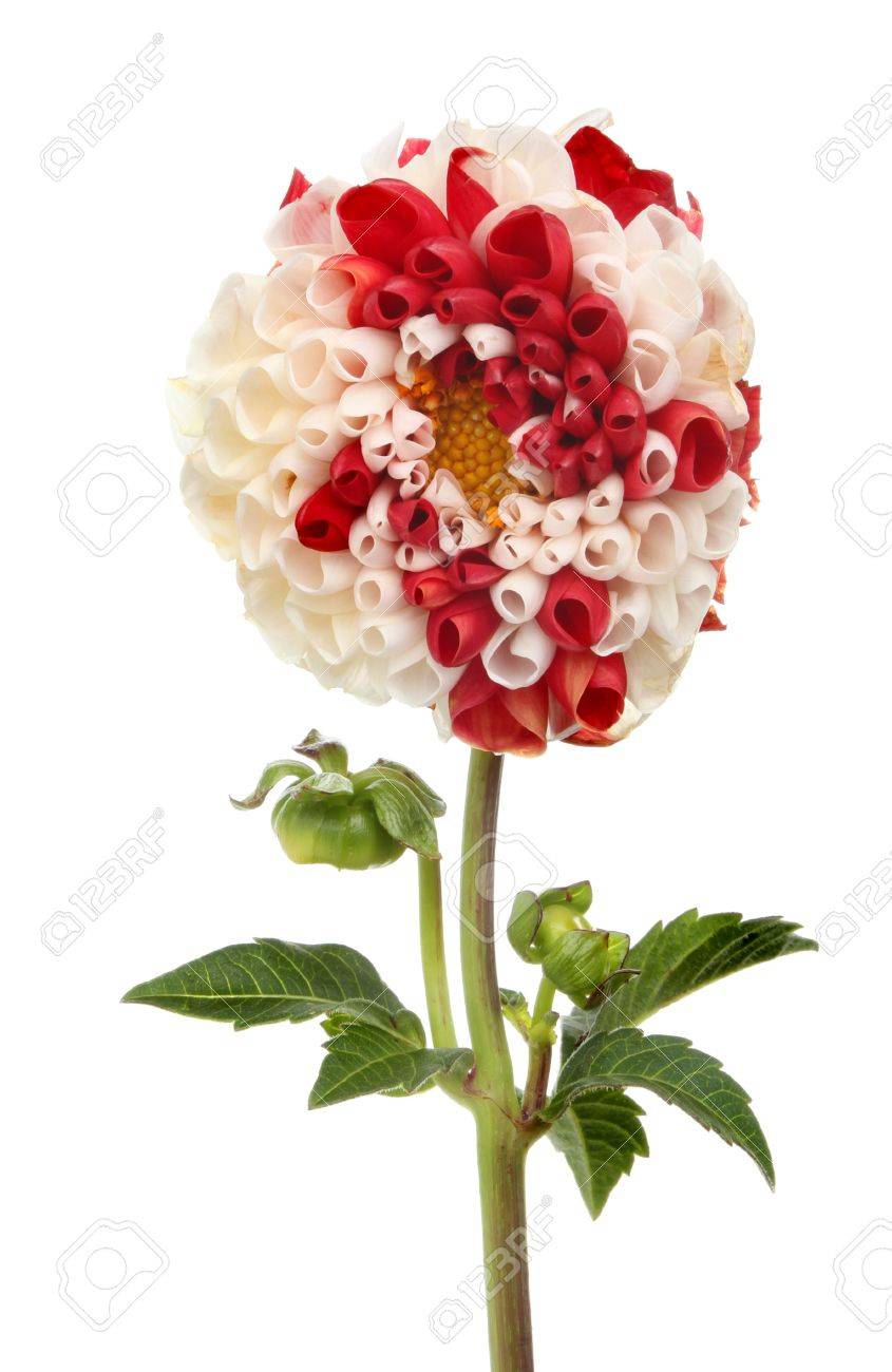 ポンポン ポンポン ダリアの花のつぼみと葉の白に対して分離されました の写真素材 画像素材 Image