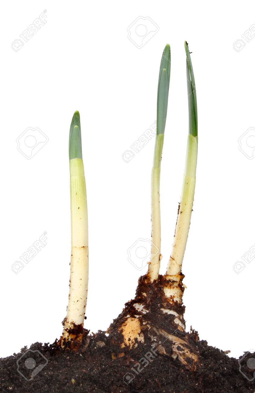 緑の白に対して水仙の球根の芽 の写真素材 画像素材 Image 緑の白に対して水仙の球根の芽 の写真素材 画像素材 Image