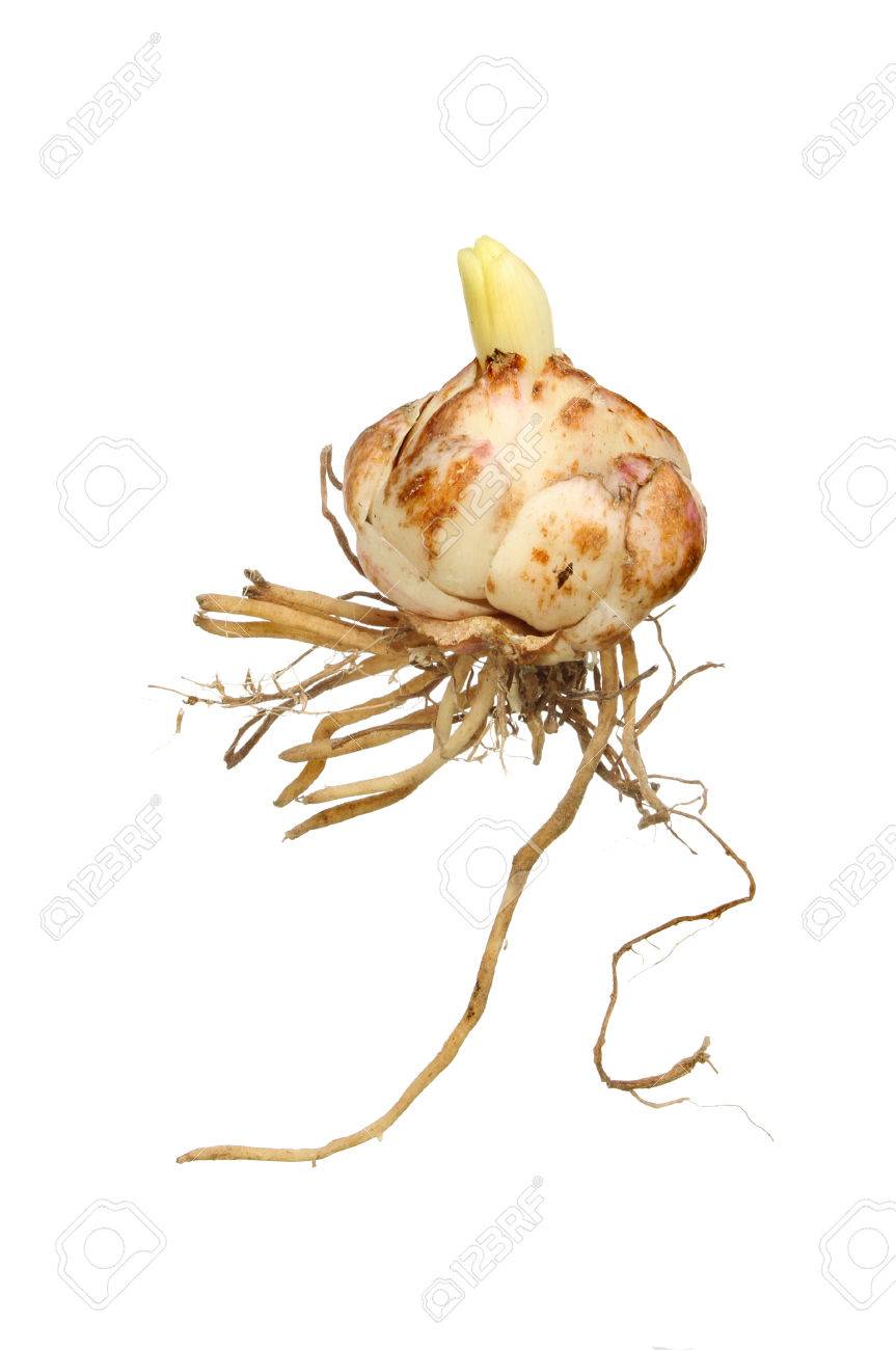 ユリ ユリ バルブ撮影 根白に対して分離されました の写真素材 画像素材 Image