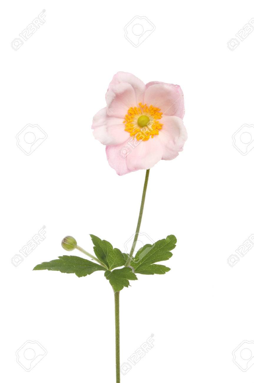 日本のアネモネの花葉と白に対して分離された芽 の写真素材 画像素材 Image 日本のアネモネの花葉と白に対して分離された芽 の写真素材 画像素材 Image