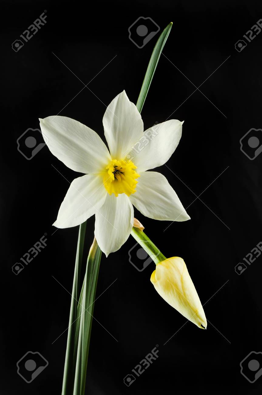 白と黄色の水仙の花 葉および芽の黒の背景に分離 の写真素材 画像素材 Image 白と黄色の水仙の花 葉および芽の黒の背景に分離 の写真素材 画像素材 Image