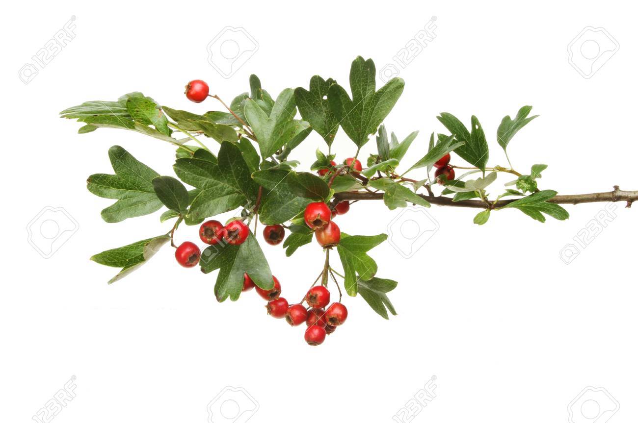 Weissdorn Crataegus Mongyna Blatter Und Rote Reife Beeren Isoliert Gegen Weiss Lizenzfreie Fotos Bilder Und Stock Fotografie Image 85196728