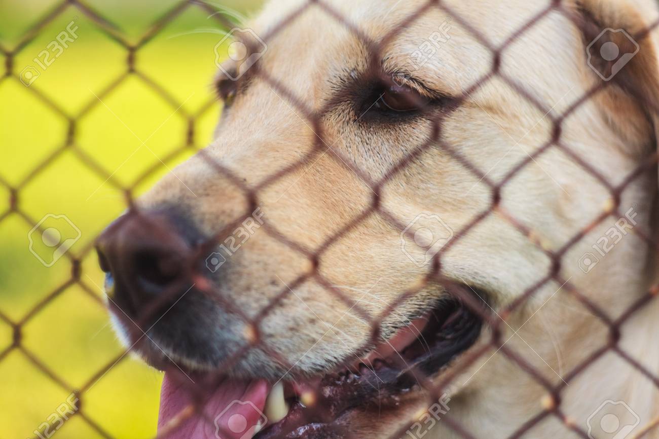 Dent Jaune Derriere  . A Native American, Hanzee Was Taken In By The Gerhardt Family.