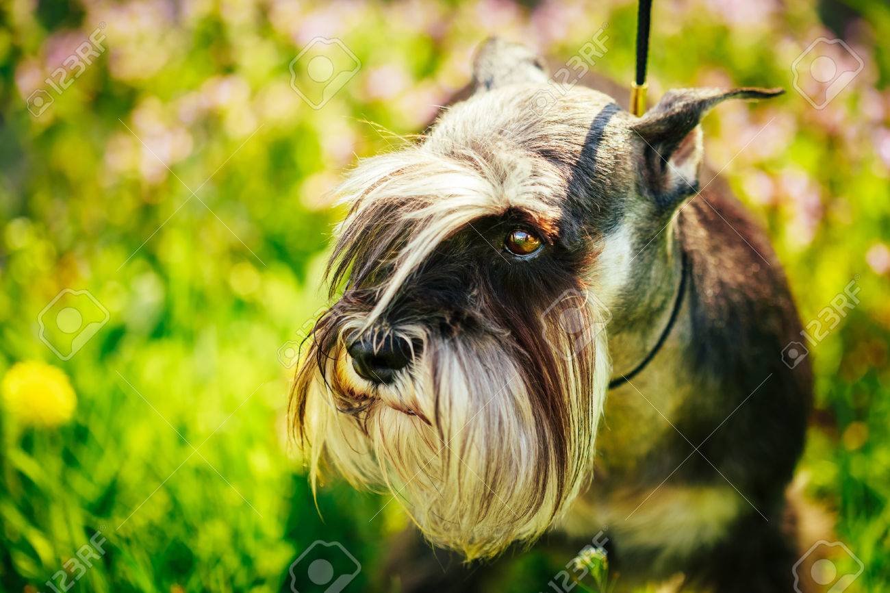 miniature schnauzer eyebrows