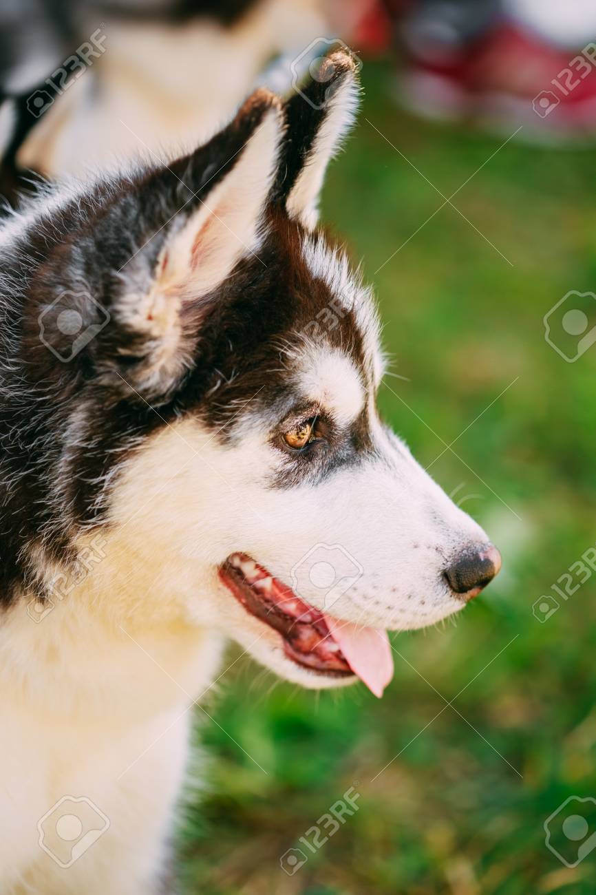 若いハスキー子犬のエスキモー犬顔を閉じる の写真素材 画像素材 Image 若いハスキー子犬のエスキモー犬顔を閉じる の写真素材 画像素材 Image