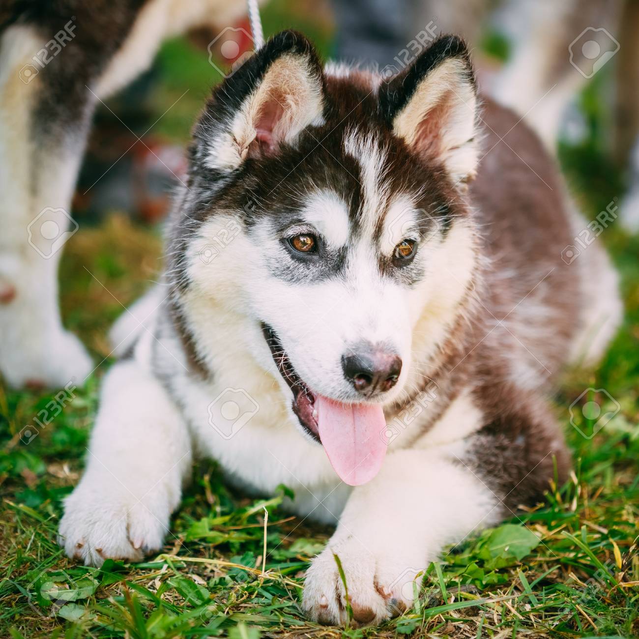 屋外の芝生で横になっている幸せな若いハスキー子犬のエスキモー犬 の写真素材 画像素材 Image 屋外の芝生で横になっている幸せな若いハスキー子犬のエスキモー犬 の写真素材 画像素材 Image