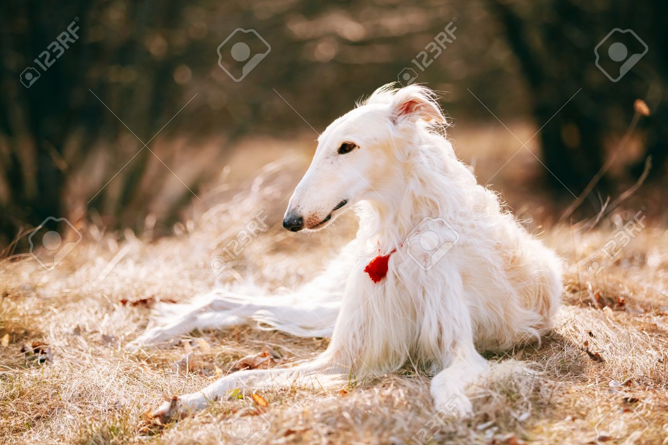 white borzoi