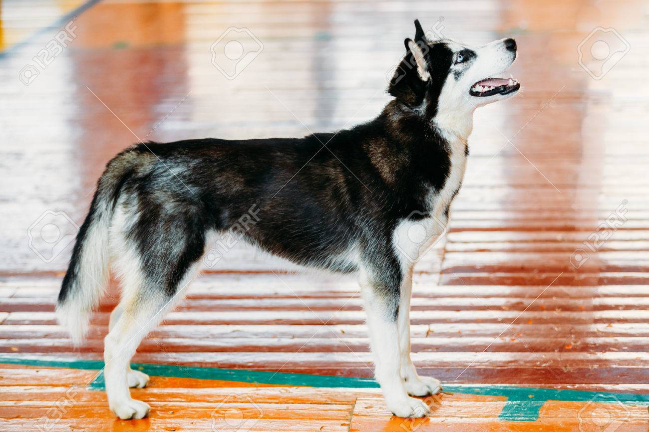 黒と白の若いハスキー エスキモー犬木の床に滞在を閉じる の写真素材 画像素材 Image 黒と白の若いハスキー エスキモー犬木の床に滞在を閉じる の写真素材 画像素材 Image