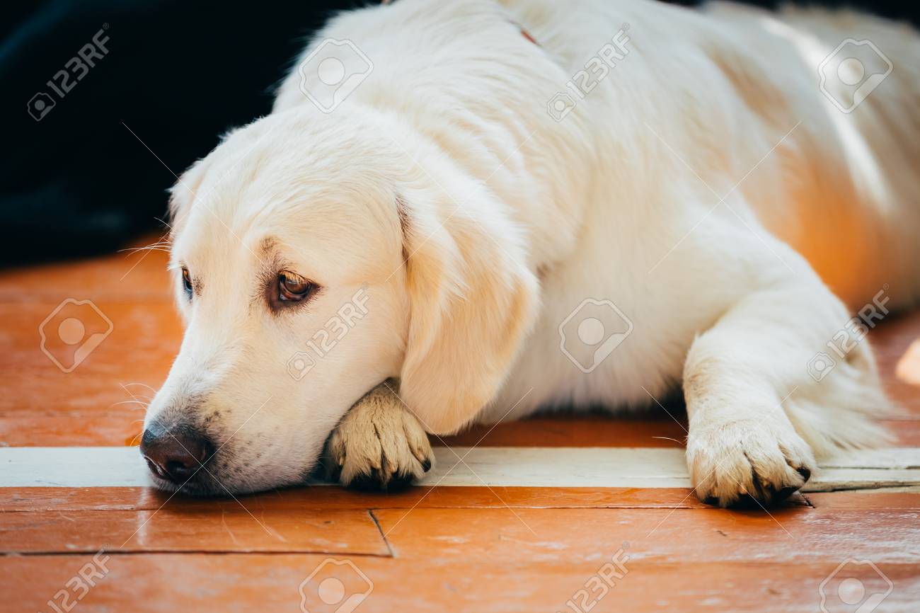 木製の床の上に座って若い白いラブラドール ゴールデンレトリバー犬を閉じる の写真素材 画像素材 Image