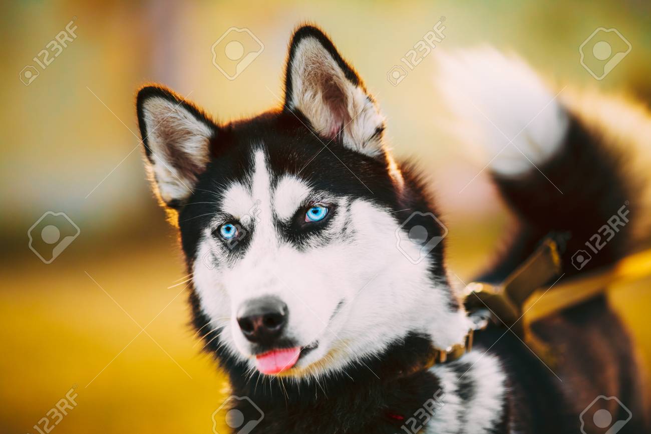 若い幸せなハスキーの子犬エスキモー犬秋の屋外 の写真素材 画像素材 Image 若い幸せなハスキーの子犬エスキモー犬秋の屋外 の写真素材 画像素材 Image