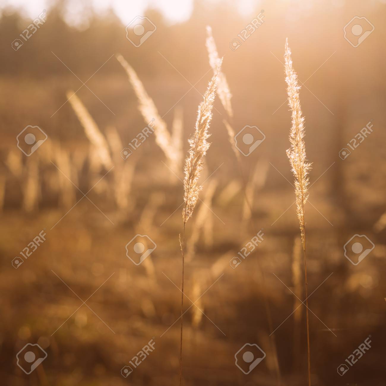 grass field sunrise. wonderful sunrise dry red grass field in sunset sunlight beautiful yellow sunrise light over meadow summer and r