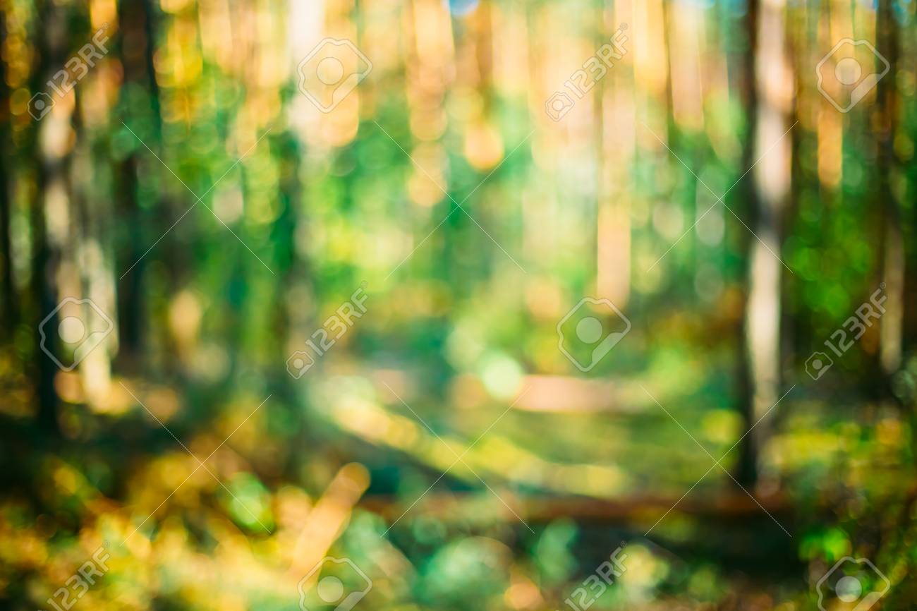 Abstract Blurred Bokeh Background With Summer Forest Woods Under Sunlight  Stock Photo, Picture and Royalty Free Image. Image 44128036., image size:1300x866