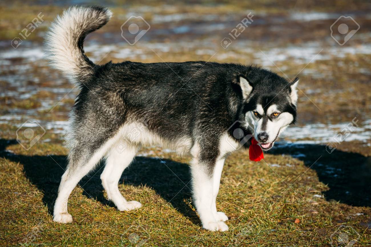 美しい大きなアラスカン マラミュート犬春に屋外に滞在 の写真素材 画像素材 Image