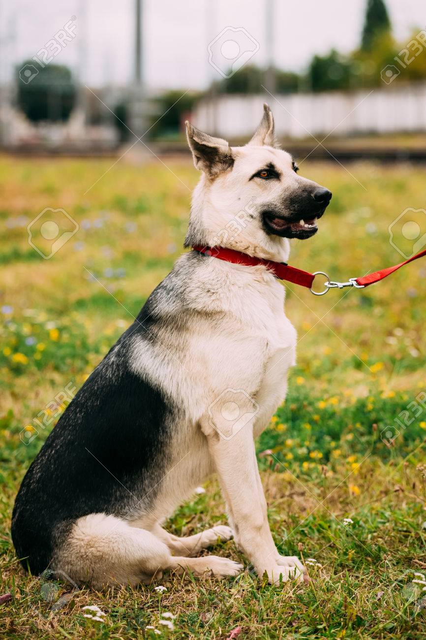 Shepherd Europe De Lest Veo Berger De Biélorussie Est La Race De Chien Qui A été Développé Pour Créer Une Race Résistante Au Froid Plus Grand