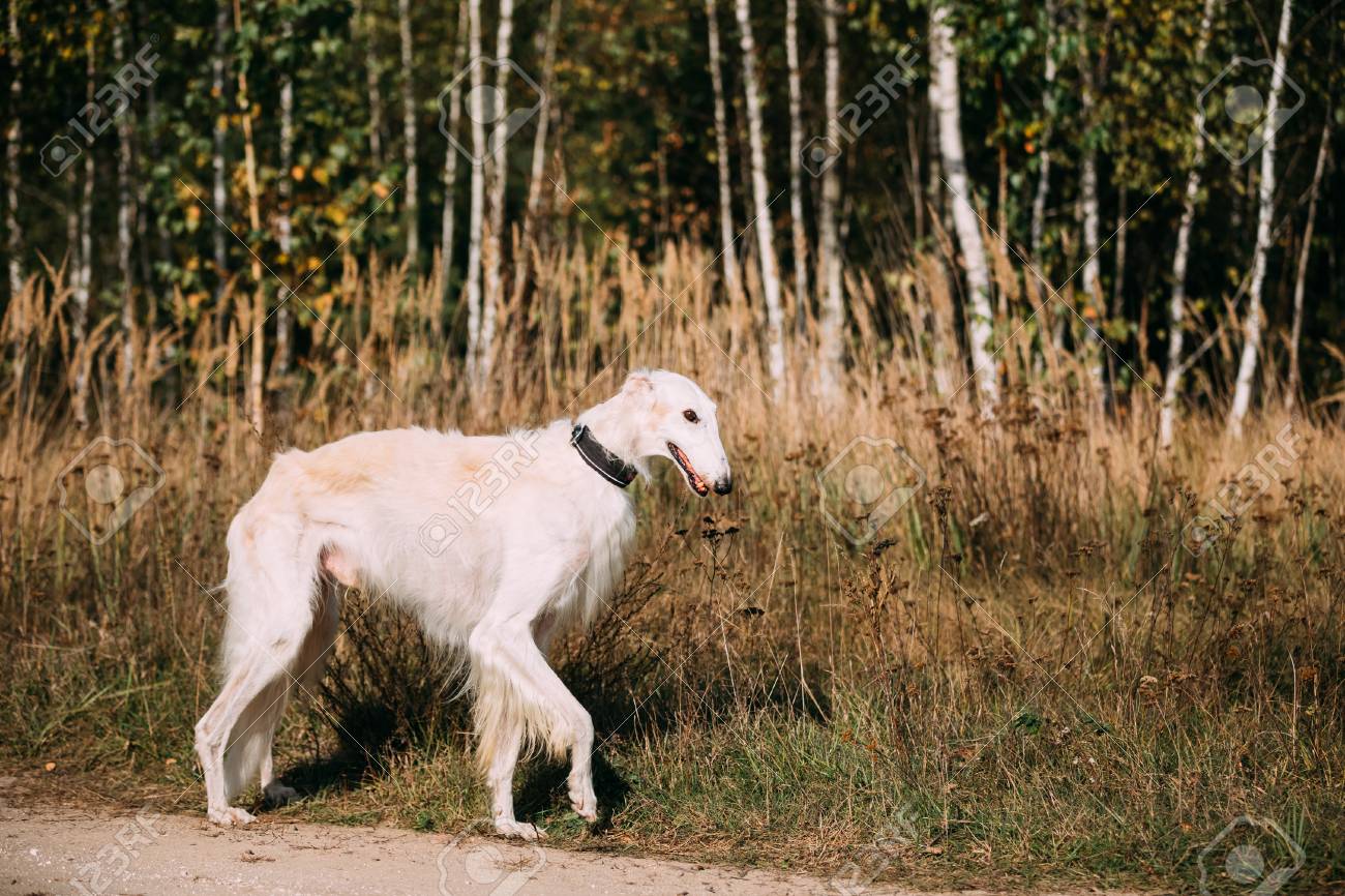 白ロシアのボルゾイ 狩猟犬のフォレストで実行します の写真素材 画像素材 Image 白ロシアのボルゾイ 狩猟犬のフォレストで実行します の写真素材 画像素材 Image