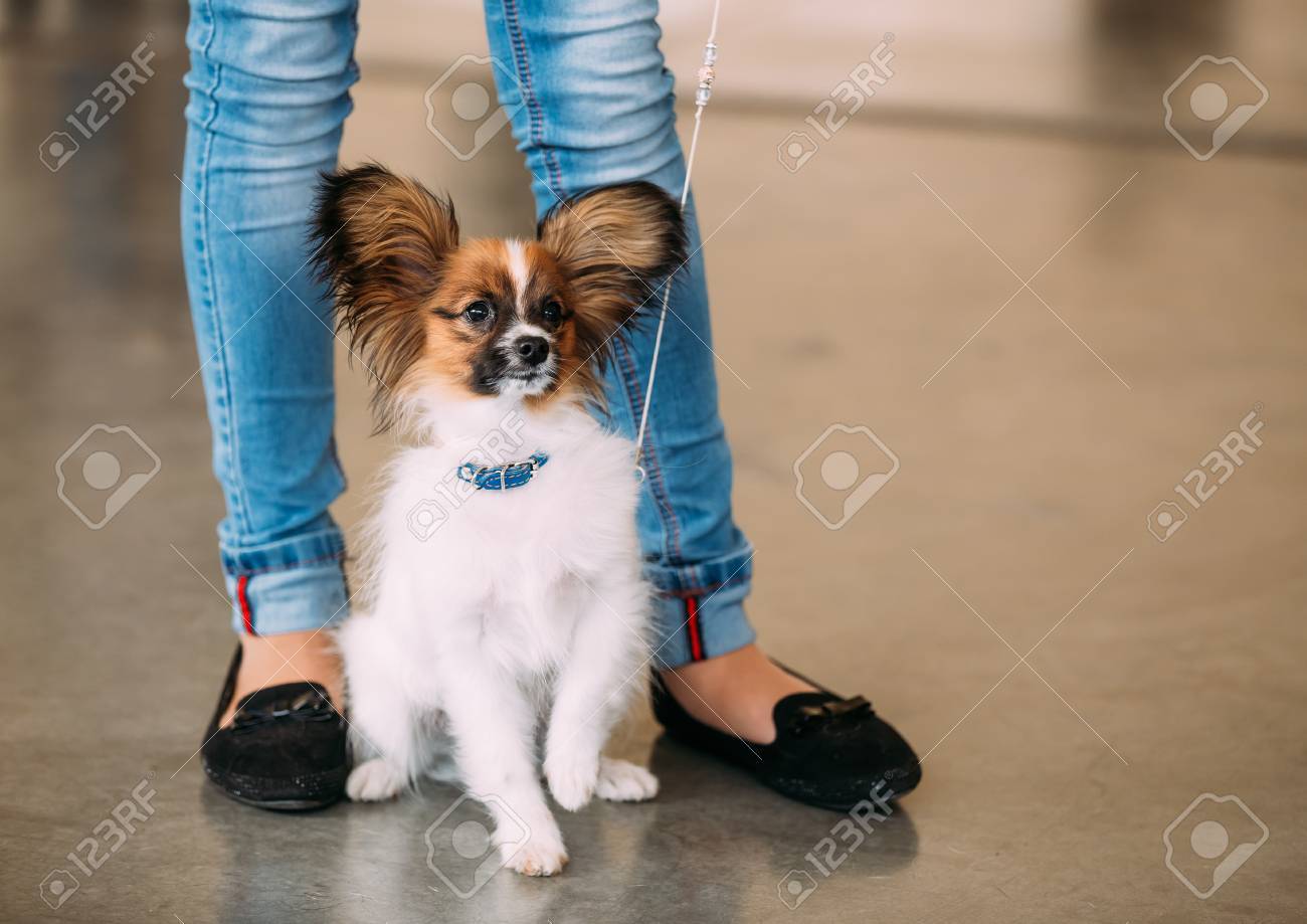 Immagini Stock Il Cane Papillon Chiamata Anche La Continental Toy Spaniel E Una Razza Di Cane Di Tipo Spaniel Orecchie Farfalla Like Image 48638726