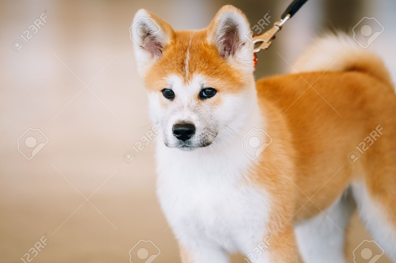 red akita puppy