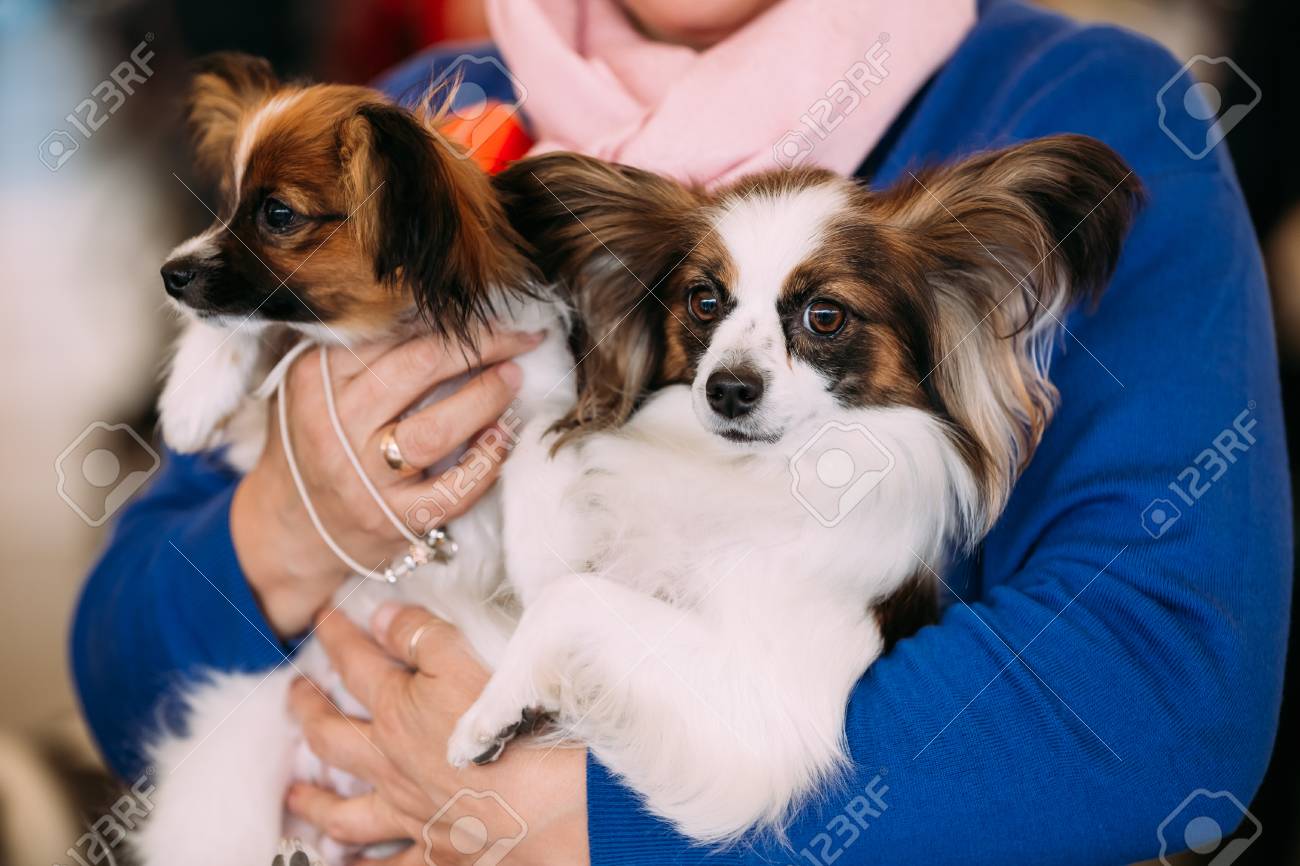 Immagini Stock Il Cane Papillon Chiamata Anche La Continental Toy Spaniel E Una Razza Di Cane Di Tipo Spaniel Orecchie Farfalla Like Image 48556856