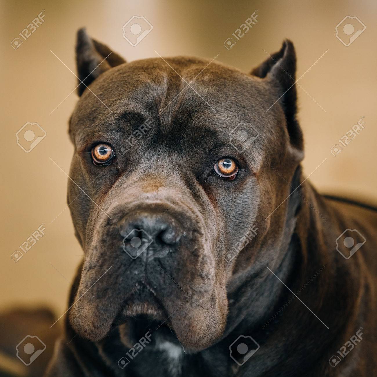 Brown Adult Cane Corso Close Up Portrait Dog Looking At Camera
