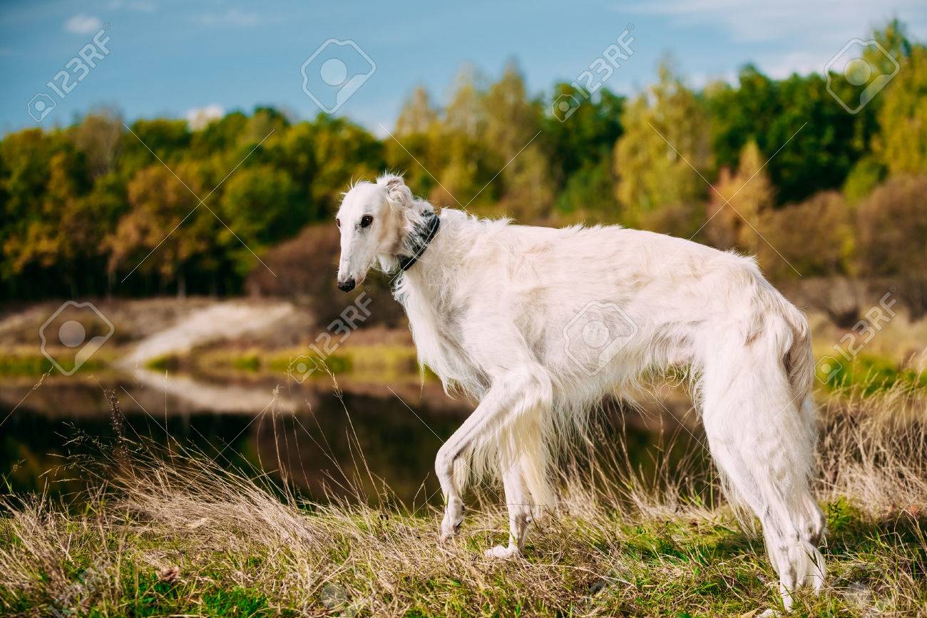 white borzoi