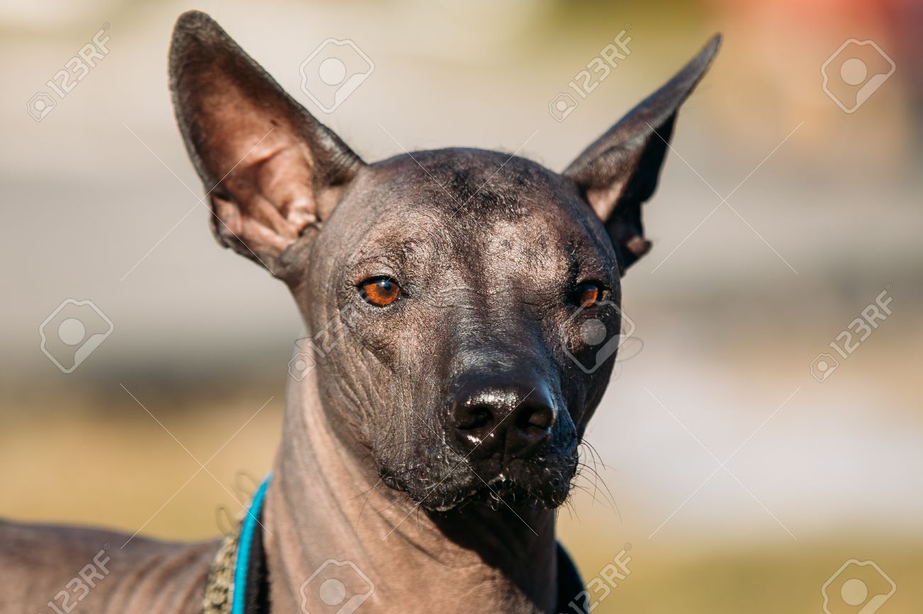 mexican xoloitzcuintle