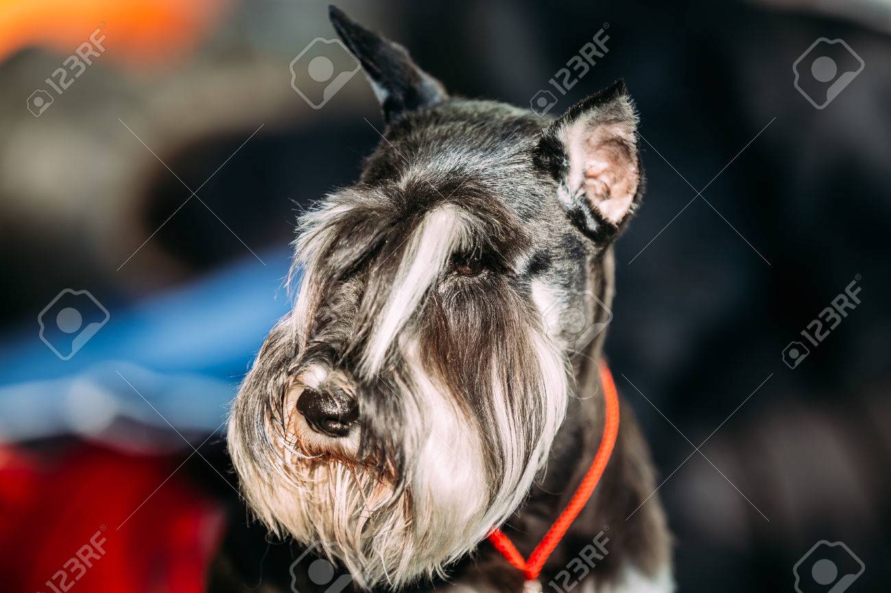 miniature schnauzer eyebrows