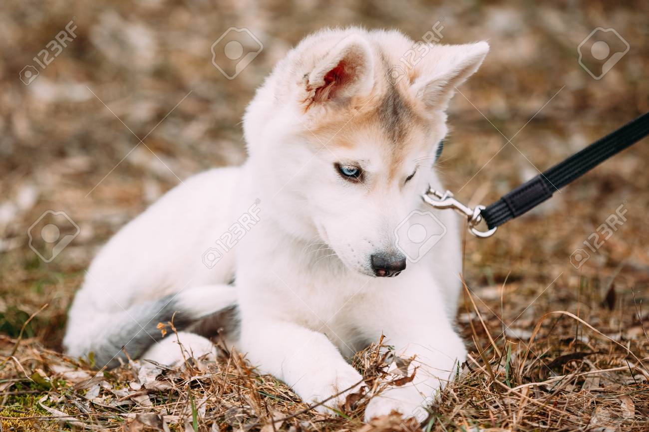 トップ100子犬 目 白い 最高の花の画像