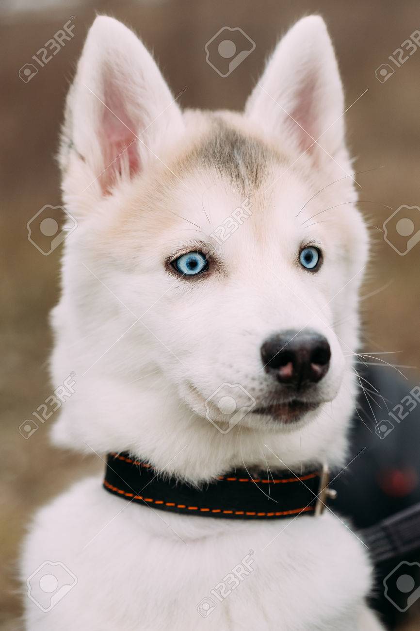 Curieux Jeune Chiot Blanc Husky Drôle Avec Des Yeux Bleus Gros Plan Portrait