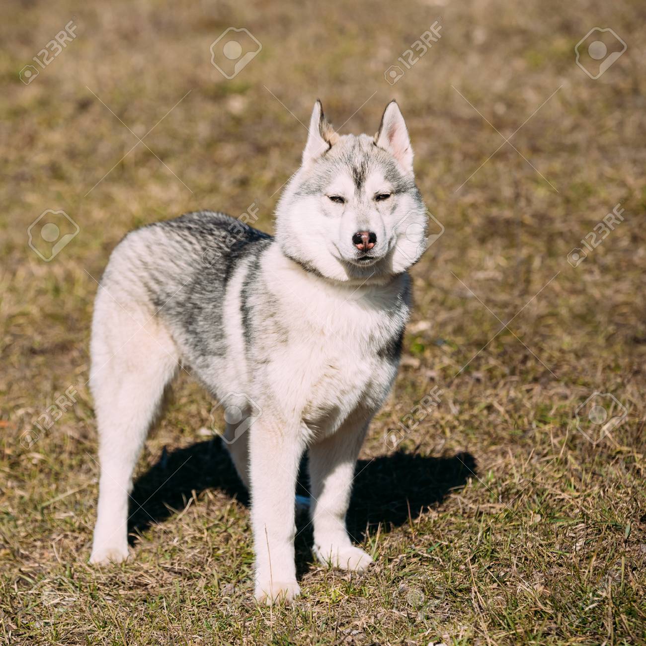 Jeu De Chien De Chiot Husky Blanc Et Gris Drôle En Plein Air Dans Le Parc De Printemps