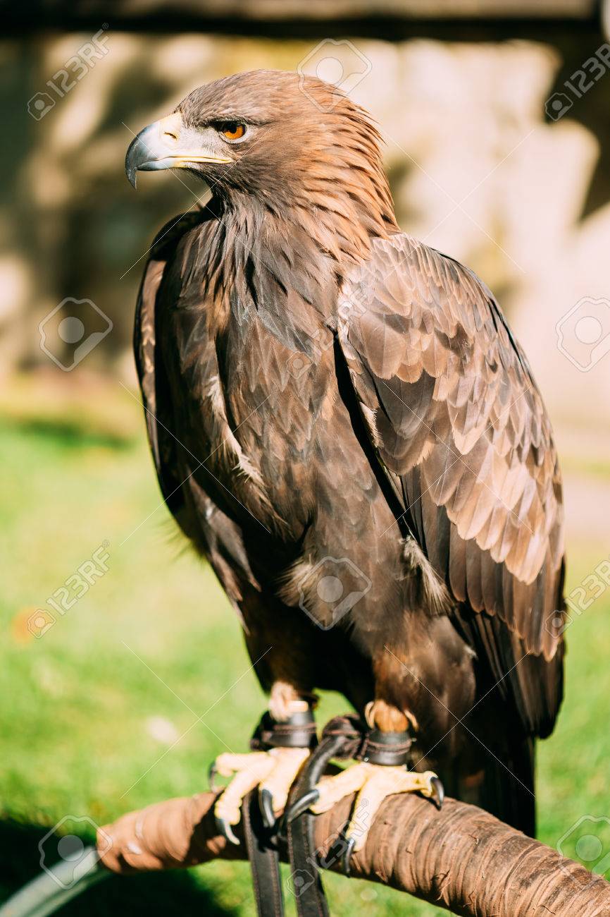 Sitting Golden Eagle Haliaeetus Albicilla Wild Bird