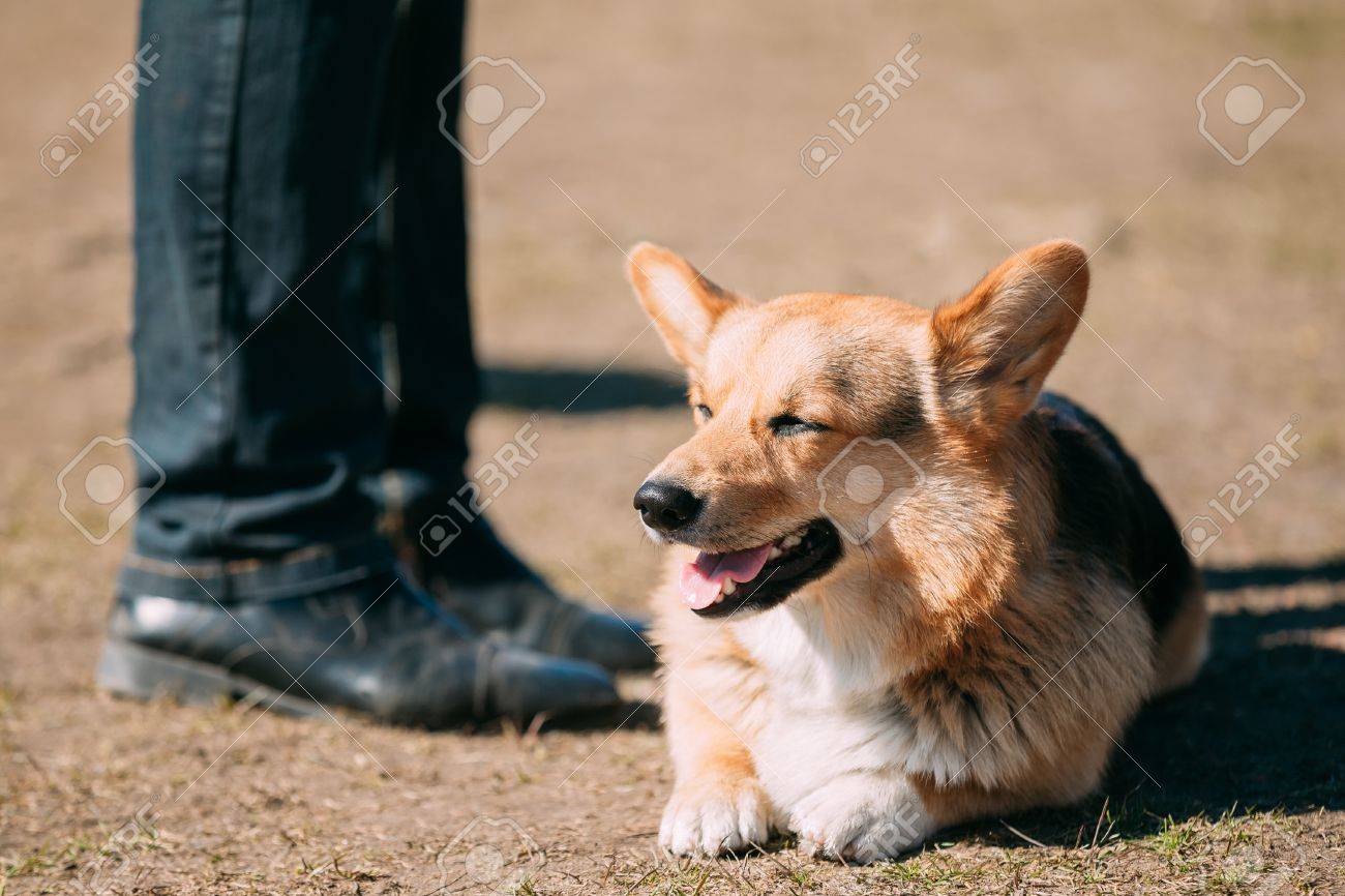 Immagini Stock Divertente Sorridente Welsh Corgi Cane Sedersi All Aperto Il Welsh Corgi E Un Tipo Piccolo Di Cane Da Pastore Che Ha Origine In Galles Image 56333192
