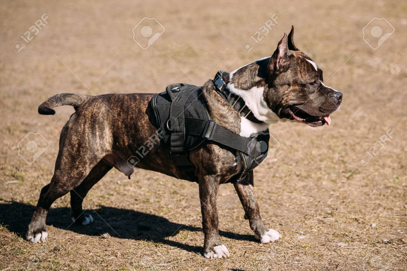 dog american staffordshire terrier posing on obedience posing