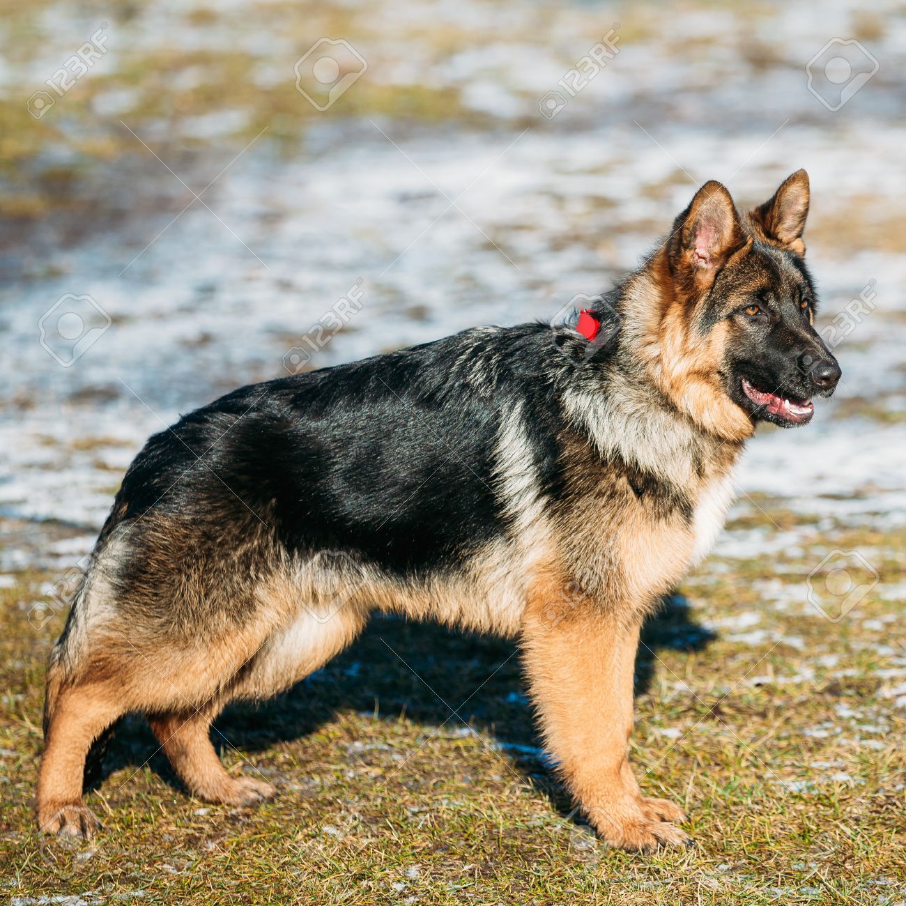 alsatian wolf dog