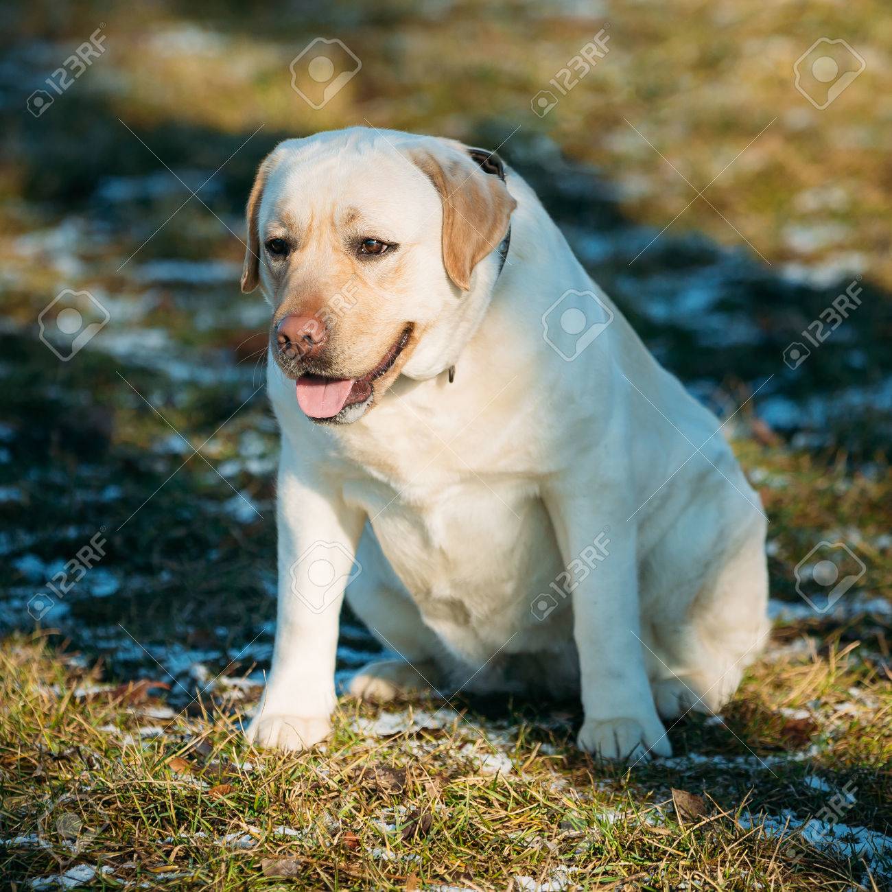 fat chocolate lab