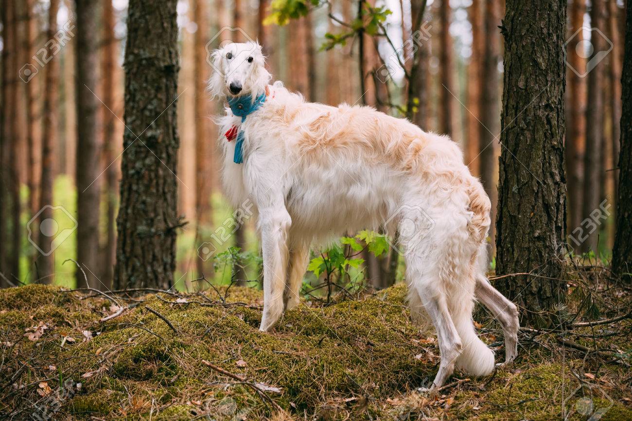 borzoi agility